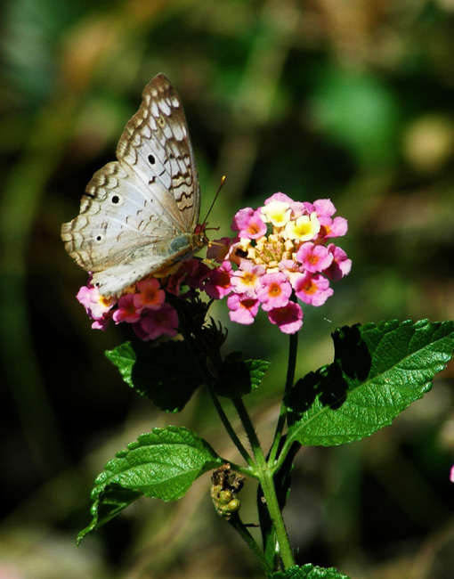 Photography by darwin for DesignCrowd (Community Contests) | Design #9106946