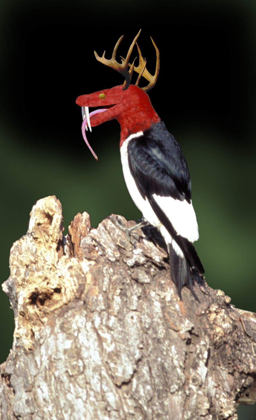 Photoshop Design by ianpostiecrew for DesignCrowd (Community Contests) | Design #9105779