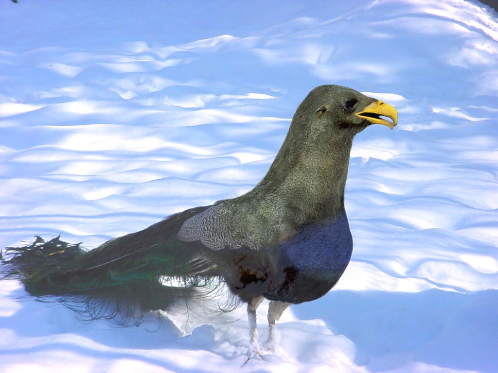 Photoshop Design by edjit21 for DesignCrowd (Community Contests) | Design #9105776