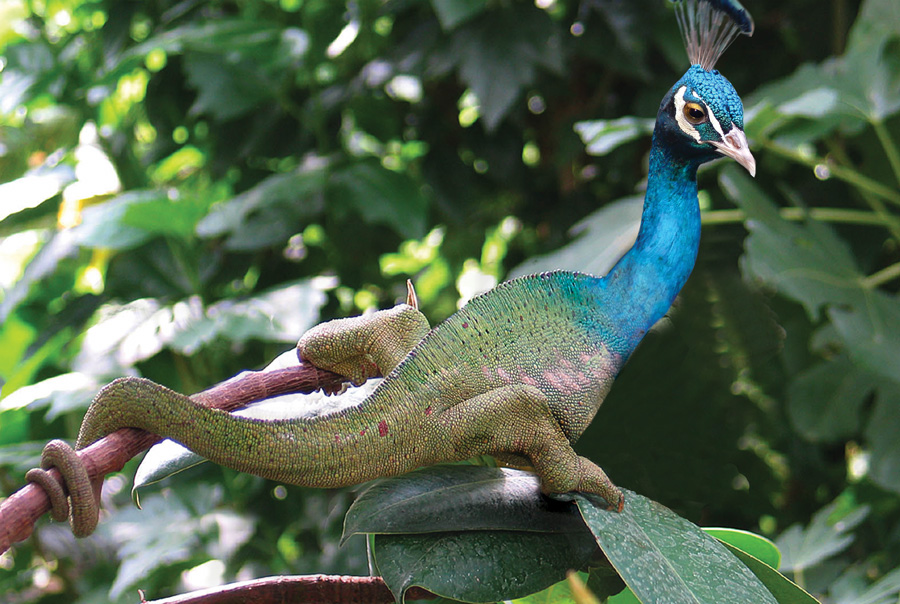 Design Photoshop par Monday pour DesignCrowd (Community Contests) | Design #9105783