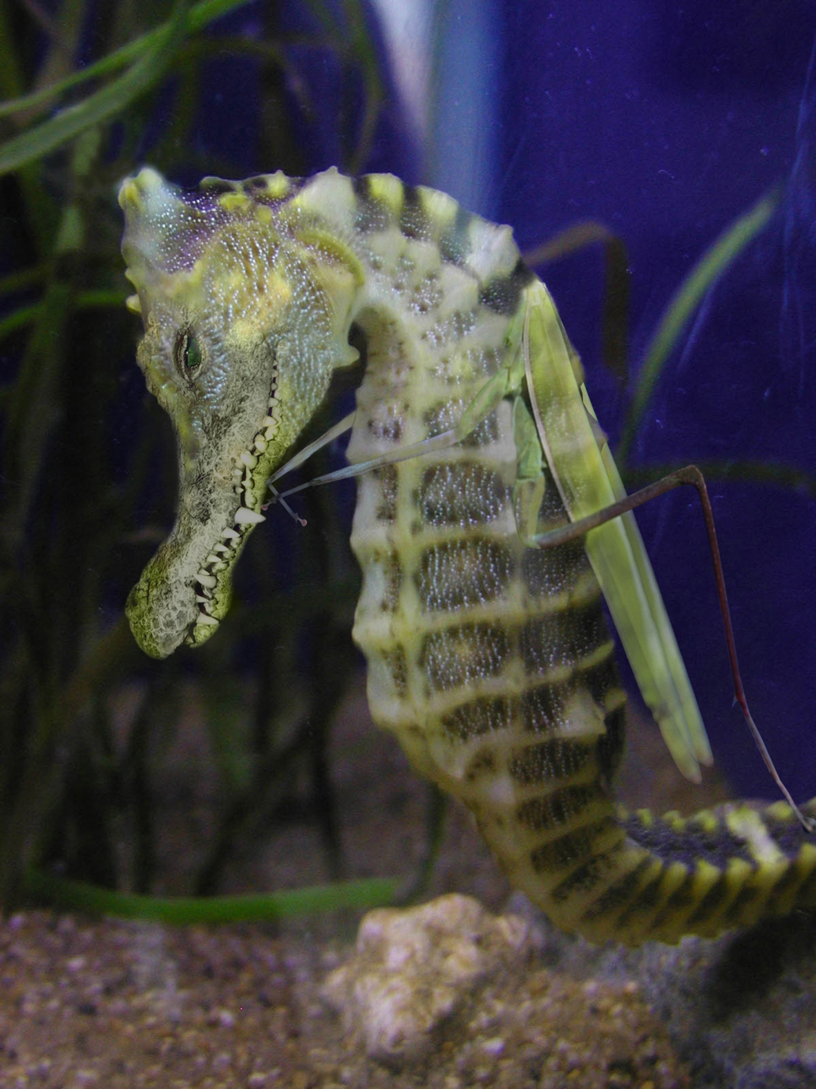 Photoshop Design by ulahts for DesignCrowd (Community Contests) | Design #9105797