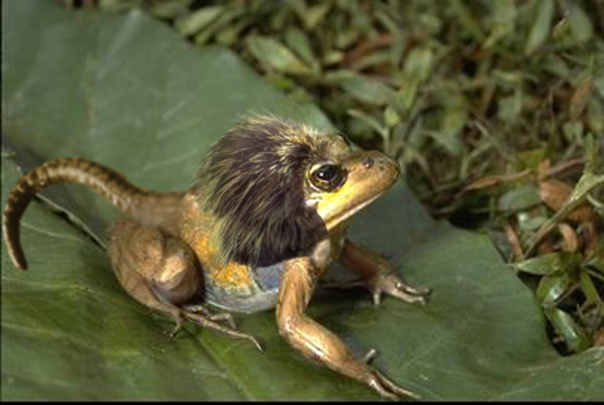 Photoshop Design by Diederick for DesignCrowd (Community Contests) | Design #9105811