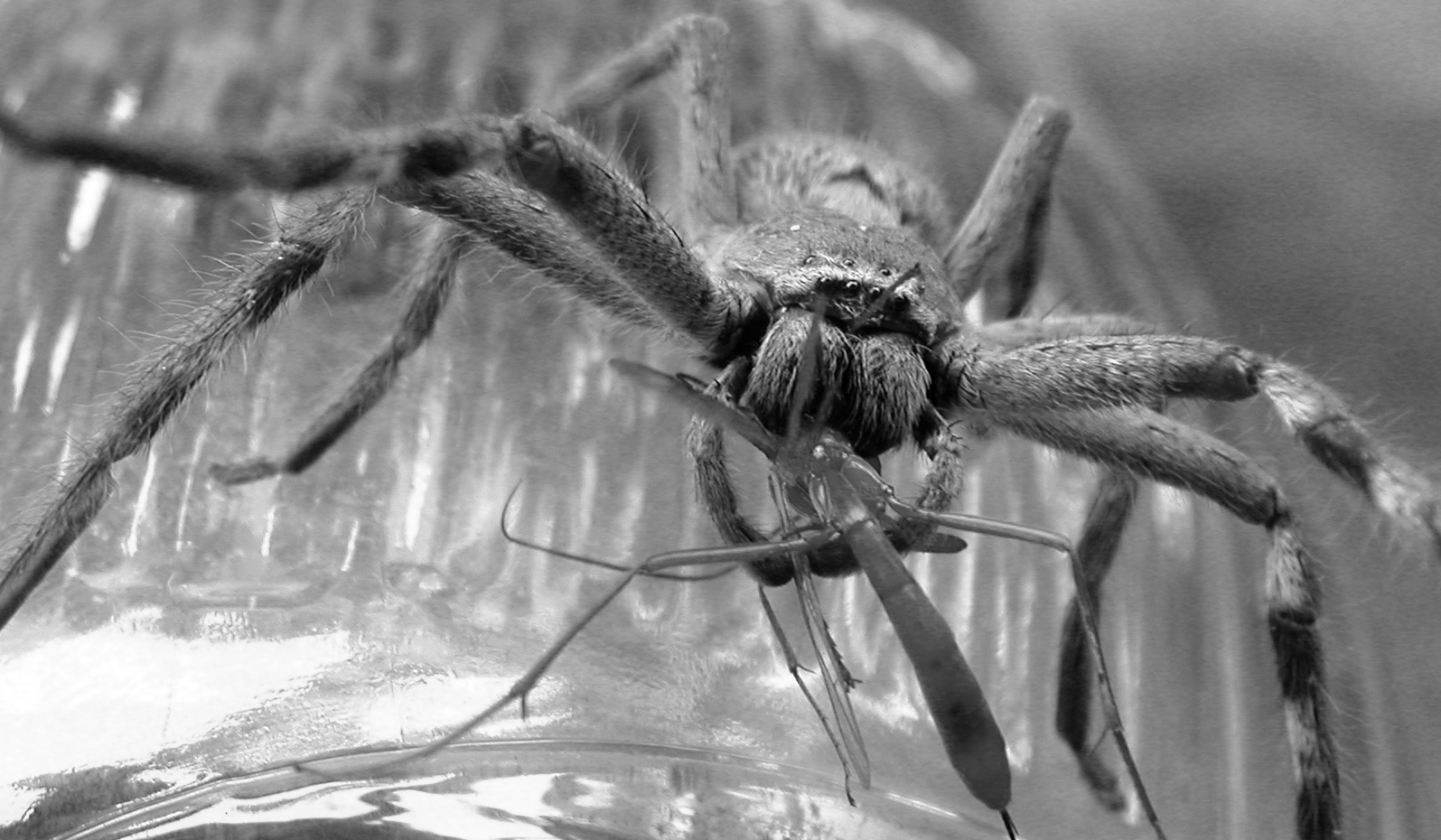 Photographie par chickensinhere pour DesignCrowd (Community Contests) | Design #9080711