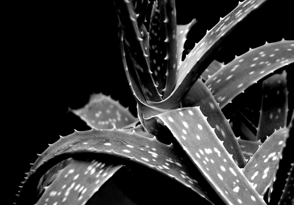 Photographie par squeakers pour DesignCrowd (Community Contests) | Design #9080708