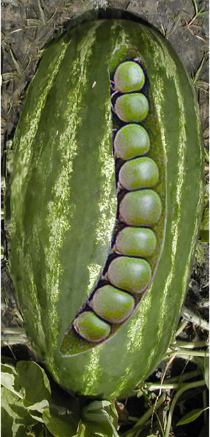 Diseño de Photoshop por arttrainer para DesignCrowd (Community Contests) | Diseño #9105487