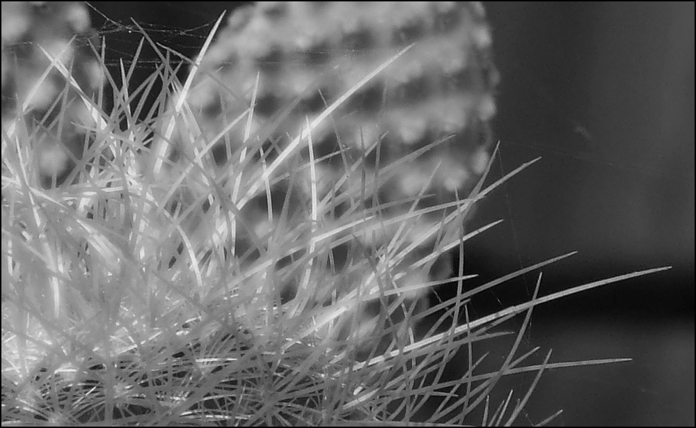 Photographie par MilaCroft pour DesignCrowd (Community Contests) | Design #9080728