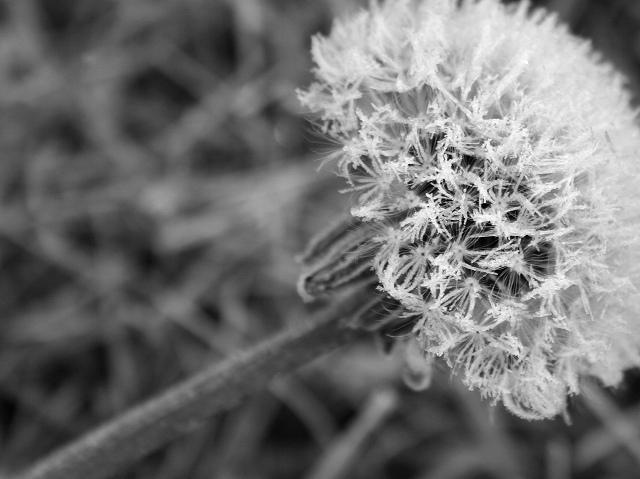 Photography by KarenC for DesignCrowd (Community Contests) | Design #9080762