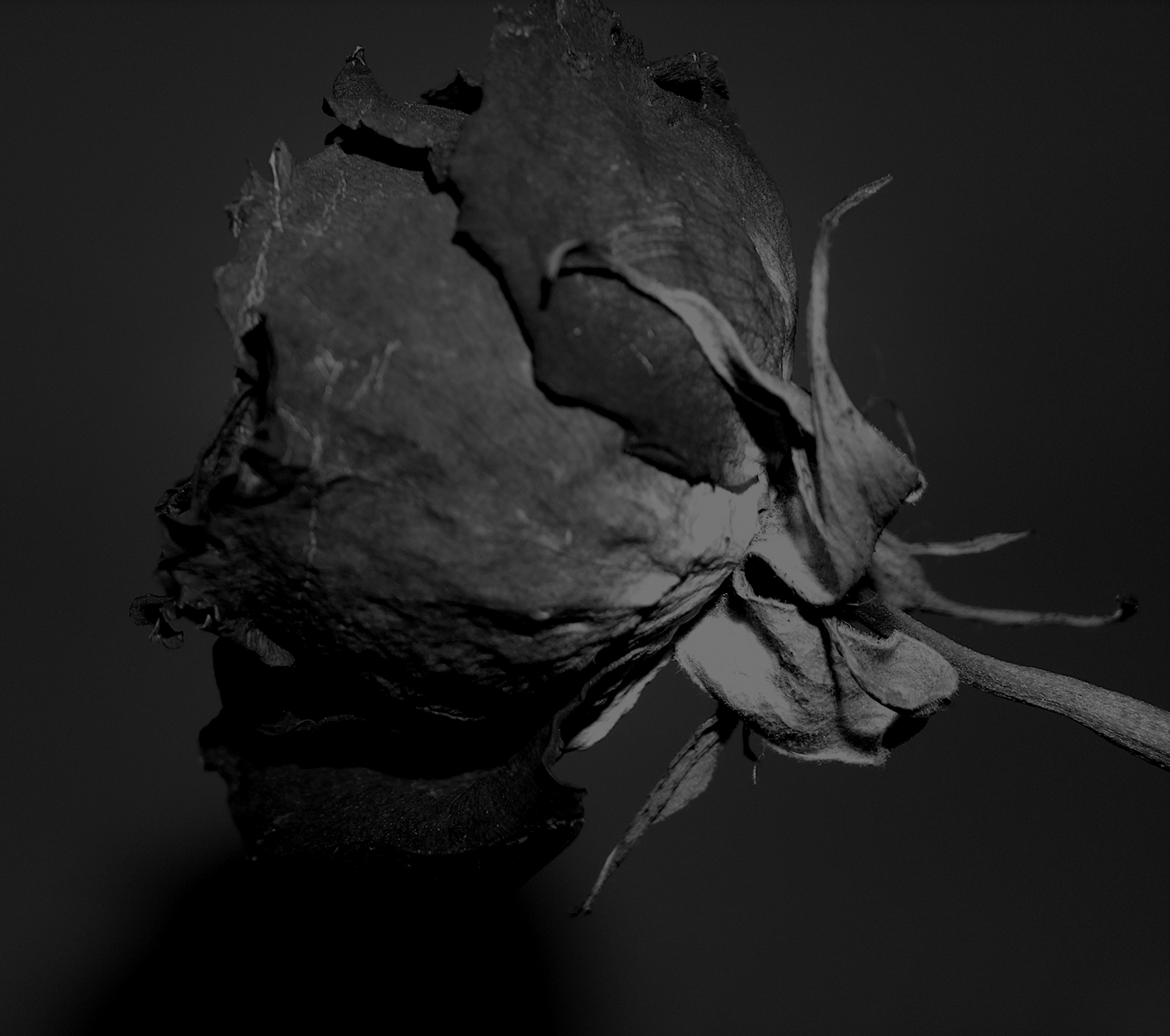 Photography by TtownGirl for DesignCrowd (Community Contests) | Design #9080834