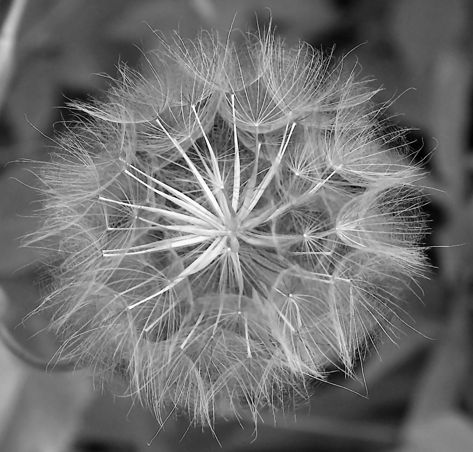 Fotografie von Tikicharm für DesignCrowd (Community Contests) | Design #9080810