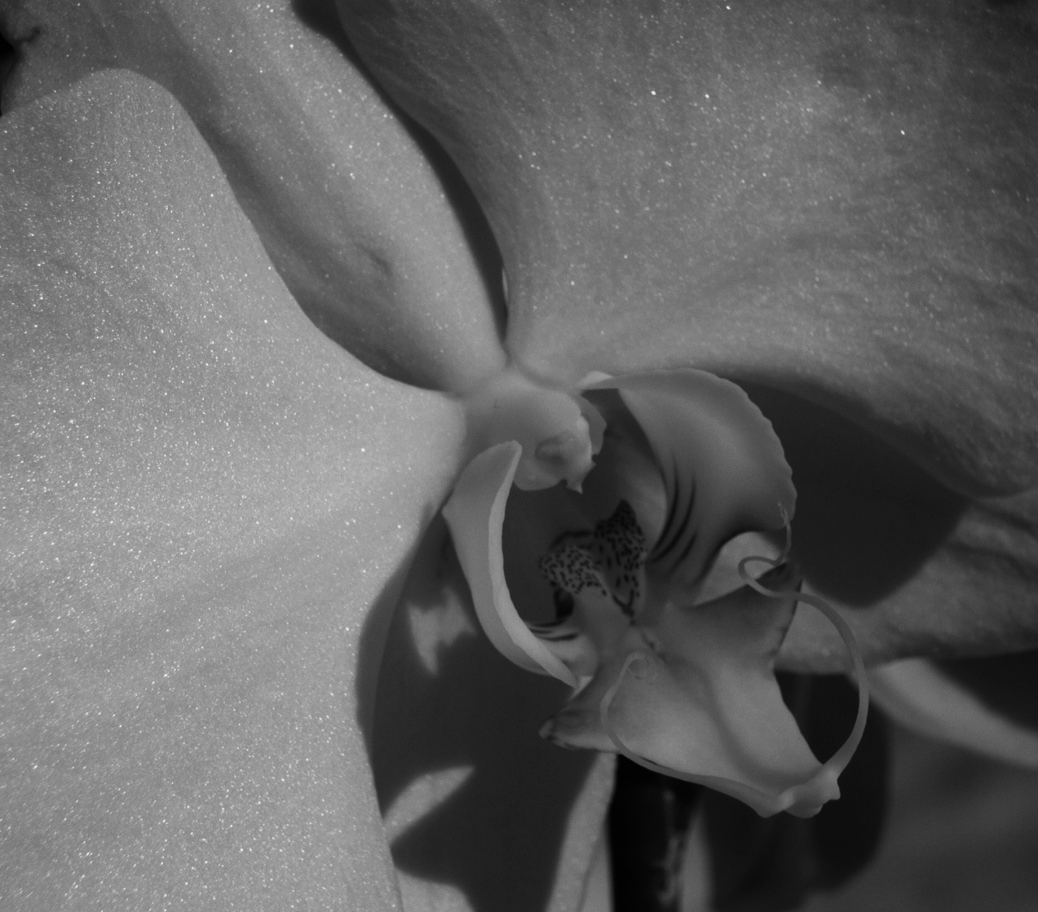 Photography by bluntodoss for DesignCrowd (Community Contests) | Design #9080891