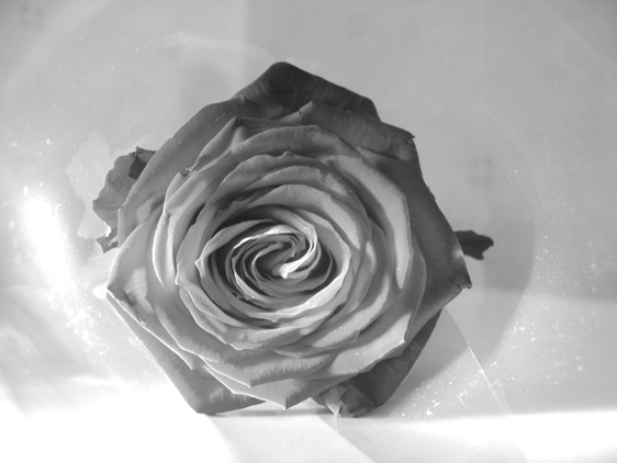 Photography by shermanio for DesignCrowd (Community Contests) | Design #9080954