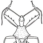 Insectophile's profile picture